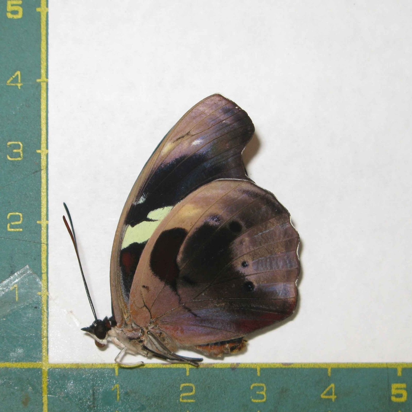 Catonephele numilia esite (gynandromorph 6) (Internet Image property of respective owner, non-commercial use only)